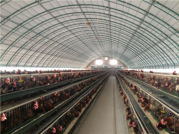 温室大棚养鸡工厂