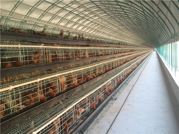 温室大棚养鸡厂