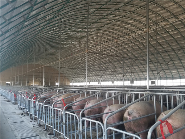 大棚式养猪厂