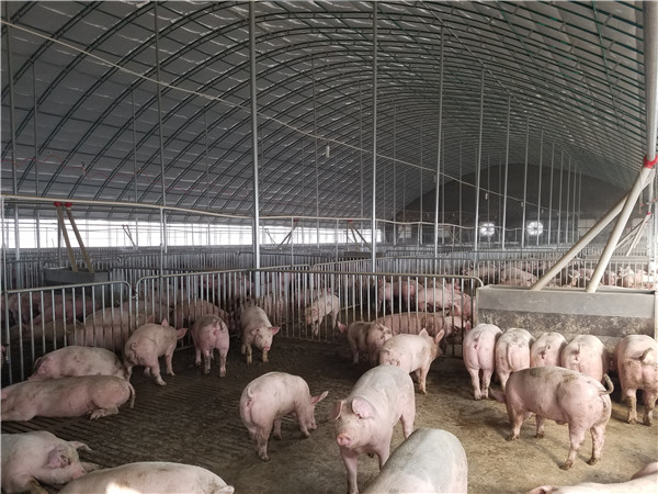 大棚散养猪工厂