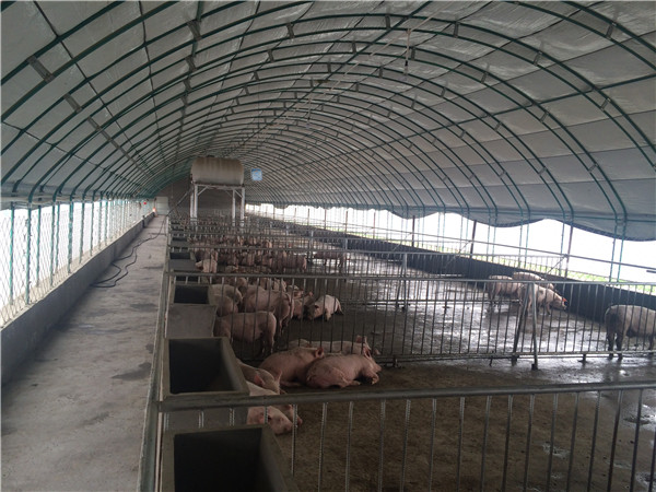 大棚散养猪厂