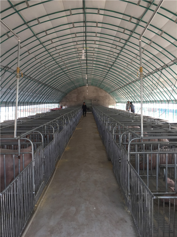 大棚式养猪生产厂