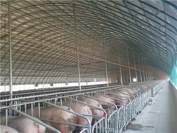 大棚散养猪生产厂