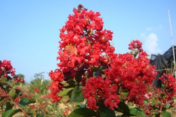 西藏美國(guó)紅火箭紫薇基地