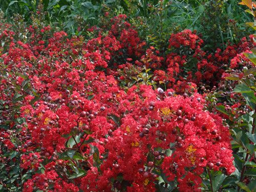 山東美國(guó)紅火箭紫薇供貨商