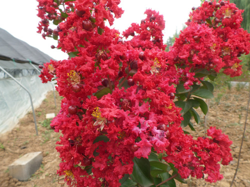 香港美國(guó)紅火箭紫薇供貨商