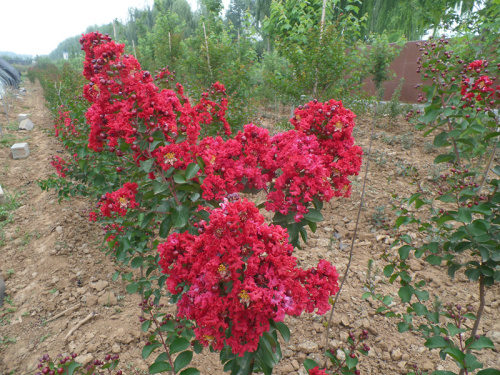 浙江美國(guó)紅火箭紫薇供貨商