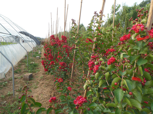 寧夏美國(guó)紅火箭紫薇價(jià)格