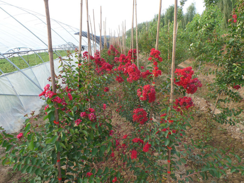 上海美國紅火箭紫薇基地