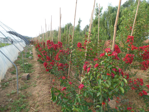 安徽美國紅火箭紫薇基地