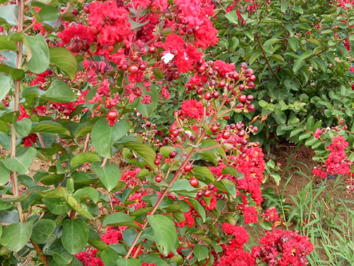 西藏美國(guó)紅火箭紫薇基地