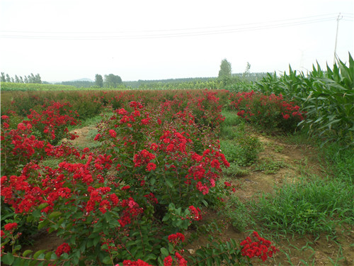 新疆美國(guó)紅火箭紫薇基地