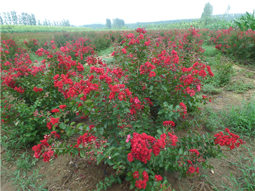 新疆美國(guó)紅火箭紫薇基地