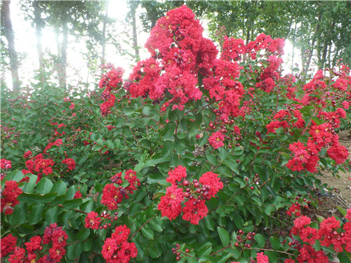 香港美國(guó)紅火箭紫薇基地