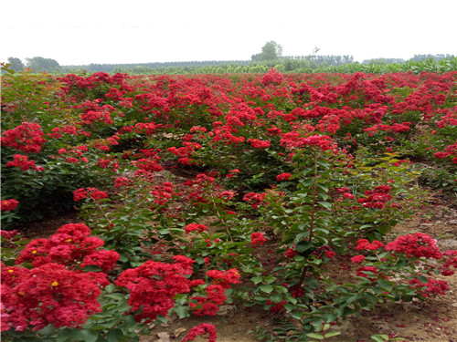 內(nèi)蒙古美國(guó)紅火箭紫薇基地