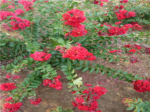 太原美國(guó)紅火箭紫薇基地