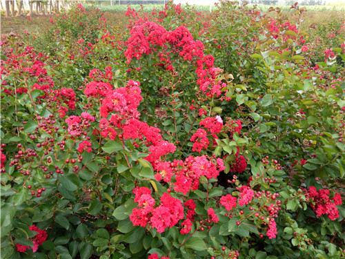 湖南美國(guó)紅火箭紫薇基地