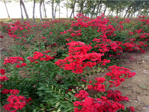 新疆美國(guó)紅火箭紫薇供貨商