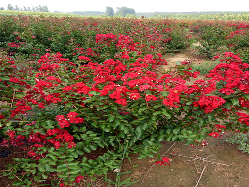 云南美國(guó)紅火箭紫薇基地