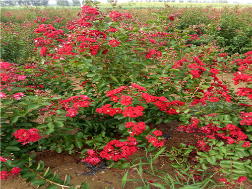 四川美國紅火箭紫薇基地