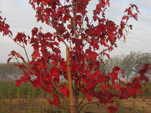 優(yōu)質(zhì)美國紅點(diǎn)紅楓直銷