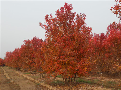 丛生美国红枫种植产地-丛生美国红枫-金枫绿化