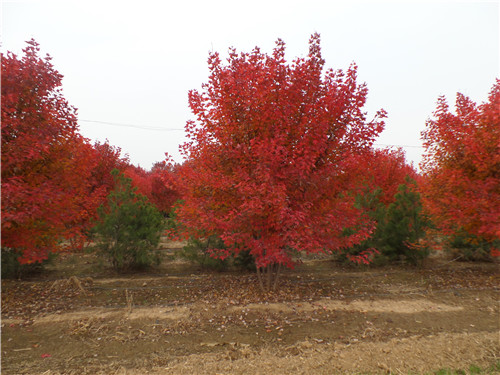 丛生美国红枫-丛生美国红枫种植产地-金枫绿化