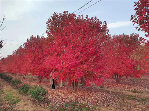 丛生美国红枫-金枫绿化(诚信商家)-丛生美国红枫4-7米树苗