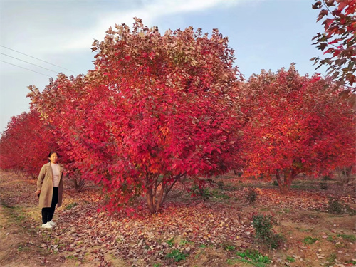 丛生美国红枫-金枫绿化-4米丛生美国红枫苗
