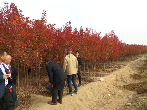 美國秋火焰紅楓4公分種植多少錢