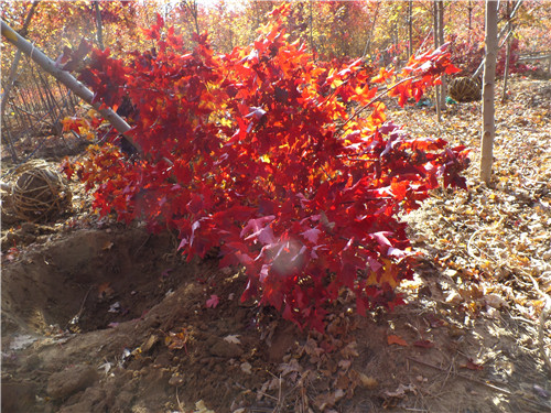 美國秋火焰紅楓種植圖片