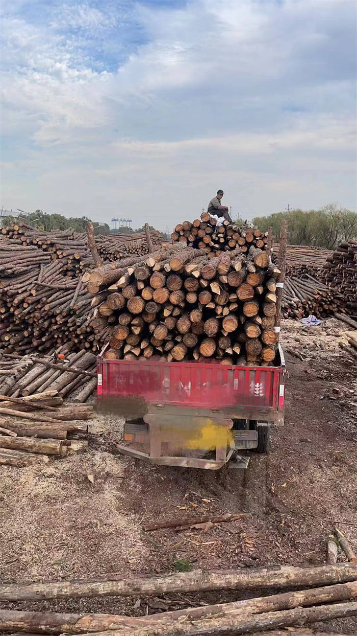 上海杉木樁-杉木樁批發廠家-歡迎光臨益弘木材(多圖)