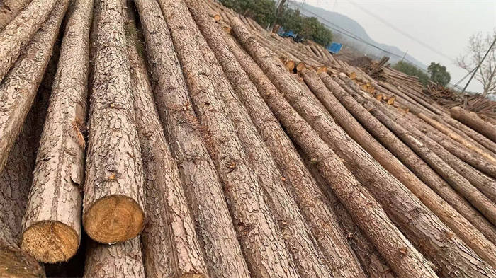 鹽城杉木樁-益弘木材(在線咨詢)-杉木樁批發價格