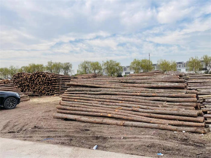 六安松木樁-松木樁價格-認準益弘木材